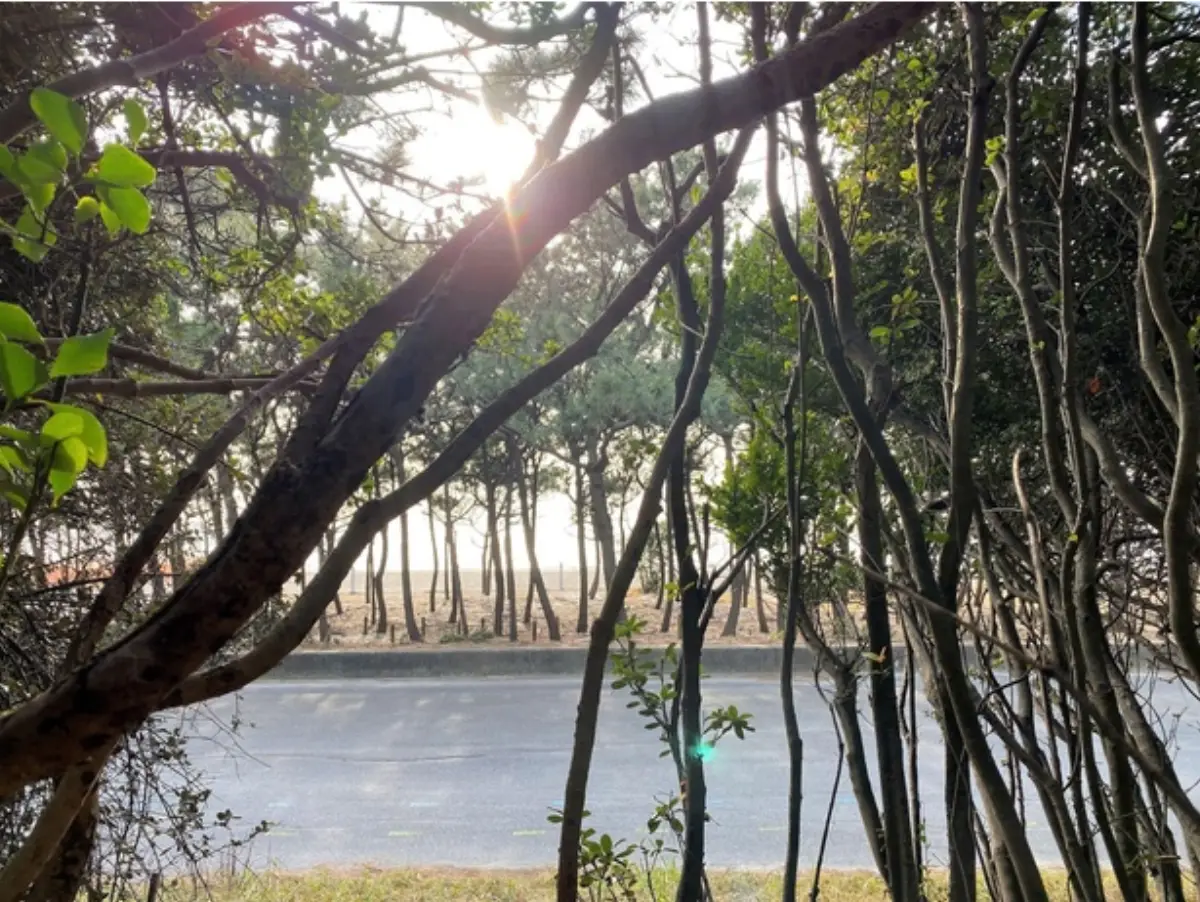 松林越しに海へ差す夕方の光